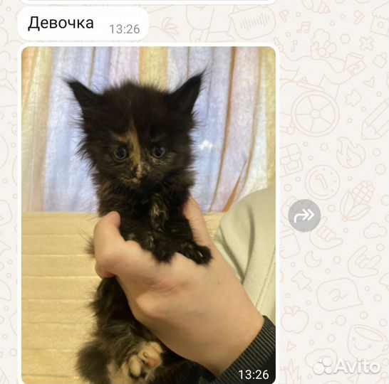 Котята в добрые руки