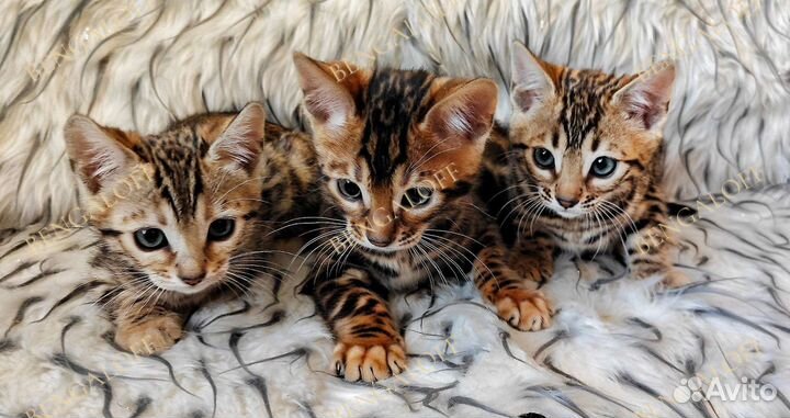 Бенгальские котята из питомника Bengaloff