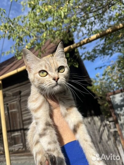 Котенок девочка