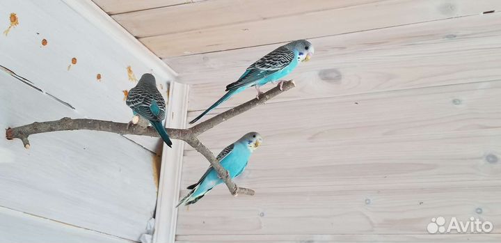 Птенцы волнистых попугаев, 1 месяц