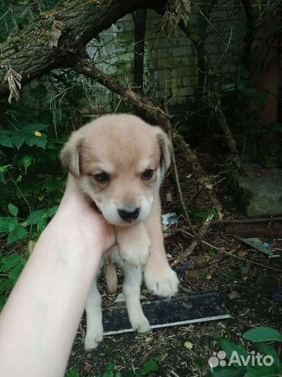 Щенки в добрые руки