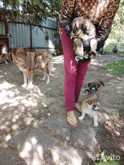 Собаки щенки в добрые руки