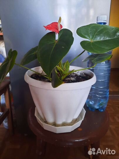 Антуриум мужское счастье крупный цветок