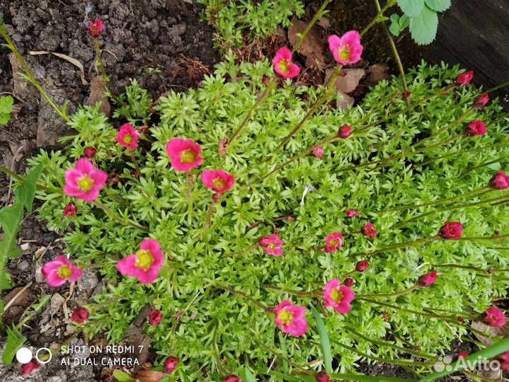 Садовые многолетники