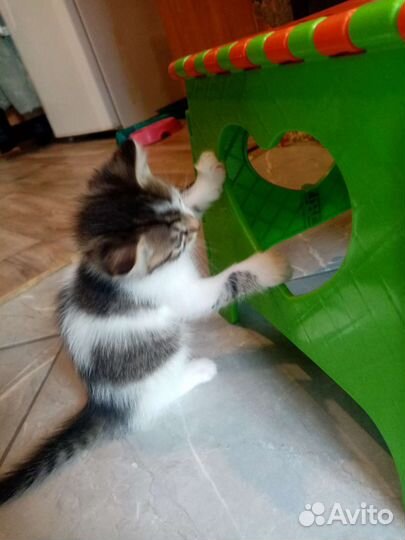 Котята