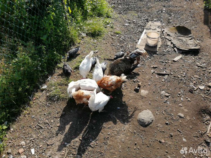 Куры несушки