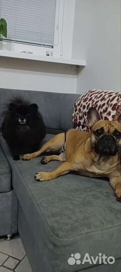 Выгул и передержка животных