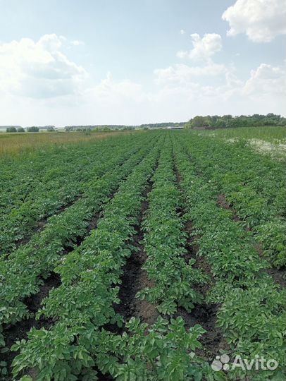 Картофель крупный семенной и мелкий