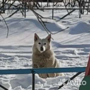 Собаки бесплатно в добрые руки