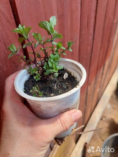 Саженцы самшита вечнозеленного, тархуна