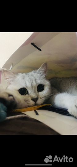 Британская кошка в дар