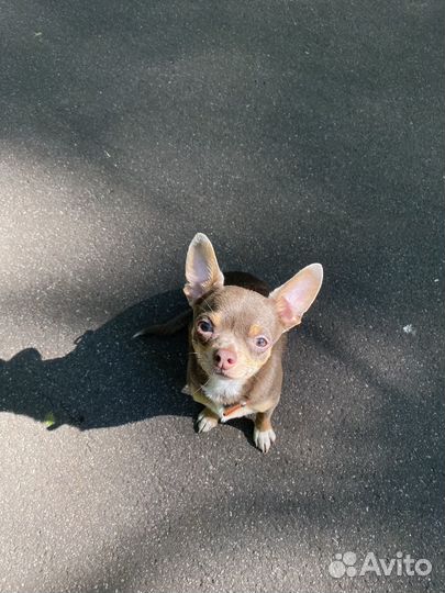 Щенок mini Купер