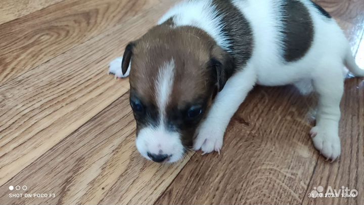 Джек Рассел терьер