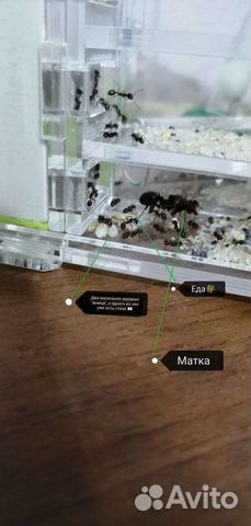 Муравьиная ферма без муравьев