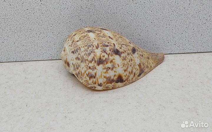 Вериджита 9,3 морская ракушка раковина