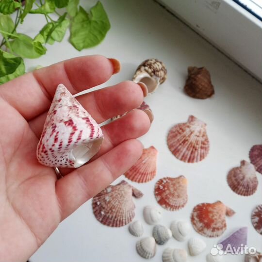 Морские ракушки раковины