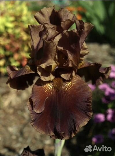 Ирисы Бородатые 7 сортов, лилейник, лаванда