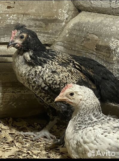 Цыплята разных возрастов мясояичной породы