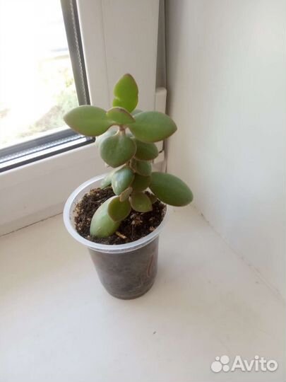 Денежное дерево