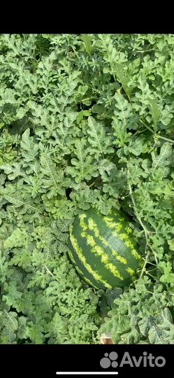 Арбуз Каристан