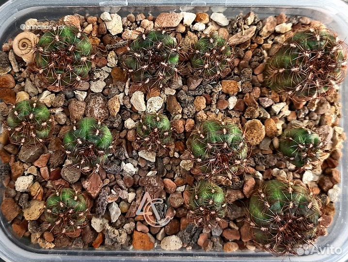 Кактус Gymnocalycium mesopotamicus