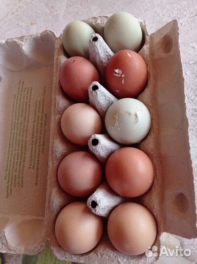 Инкубационное яйцо