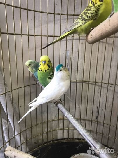 Попугаи венесуелы ввп чехи