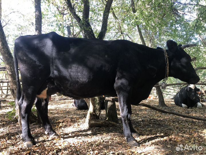 Корова. Ст. Северская