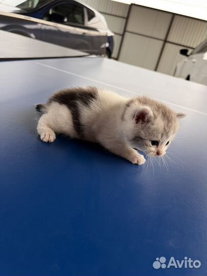 Отдам в хорошие руки