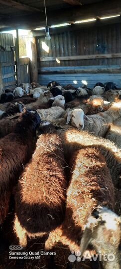 Курдючные бараны овцы