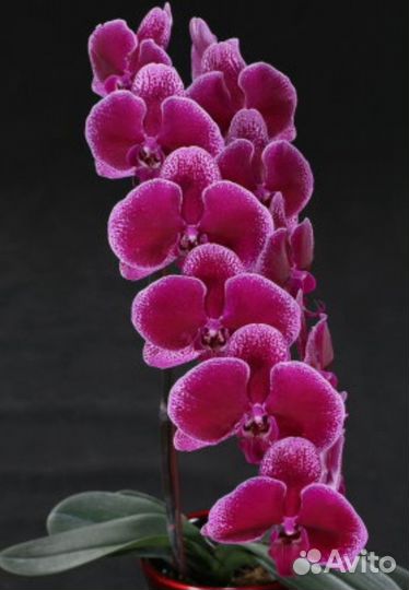 Орхидея фаленопсис Miki galaxy 69