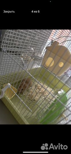 Сирийский хомяк бесплатно