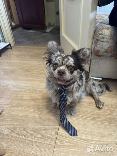 Случка собак