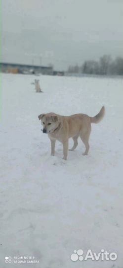 Белочка ищет любящую семью