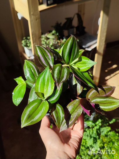 Традесканция, Пеперомия, Каллизия, Фиалка