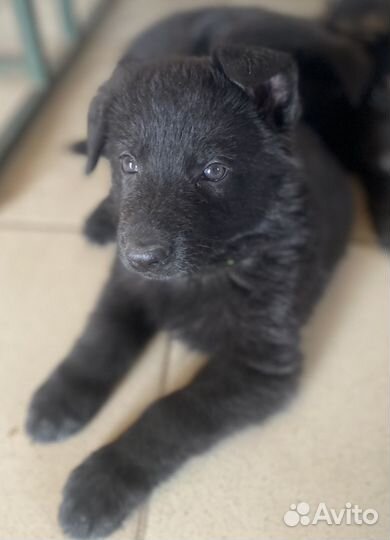 Щенки немецкой овчарки рабочего разведения