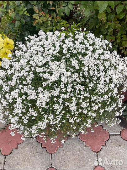 Алиссум вегетативный сноу принцесс