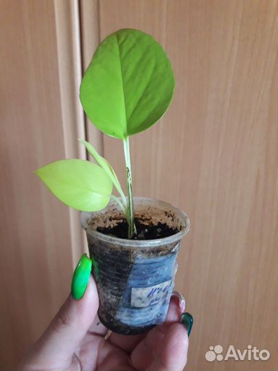 Катарантус, Шеффлера, Эпипремнум Неон, Н-Джой