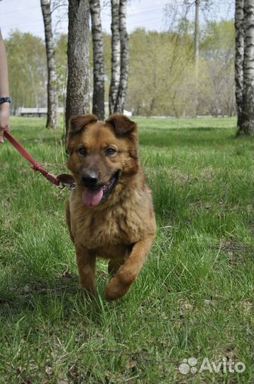 Классный пес страдает в приюте
