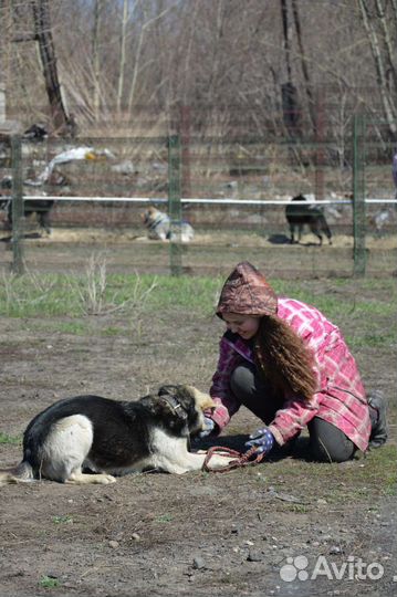 Собачка в добрые руки