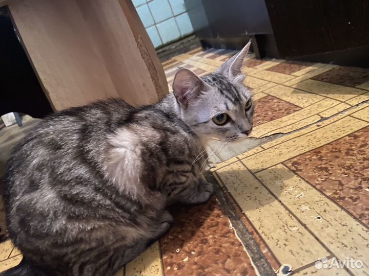Кошка в дар бесплатно
