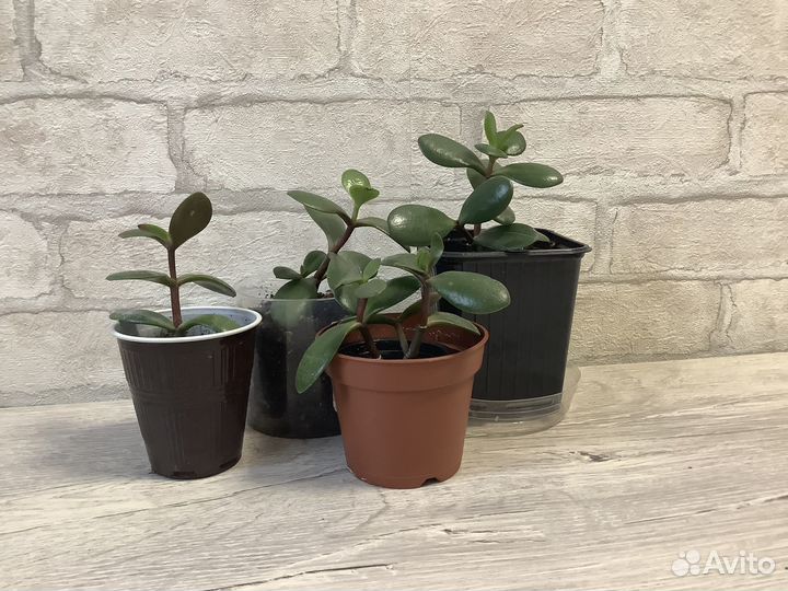 Ростки денежного дерева