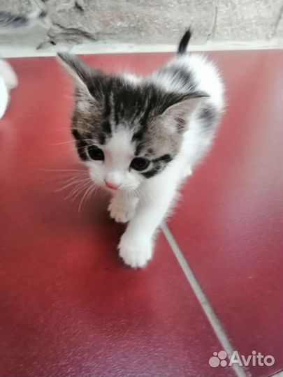 Кошки в добрые руки