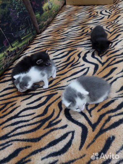 Котята отдам в добрые руки бесплатно
