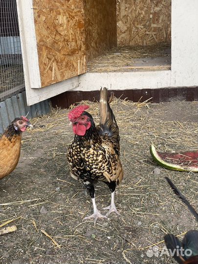 Петухи карликовые