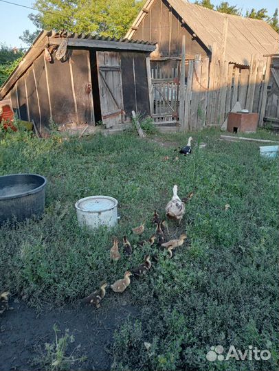 Продаются утята и индоутята