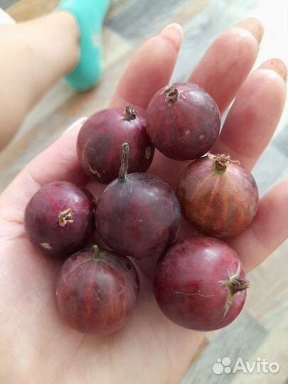 Крыжовник ягоды