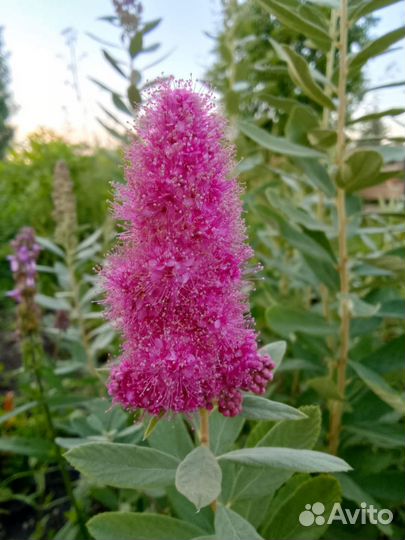 Спирея Дугласа