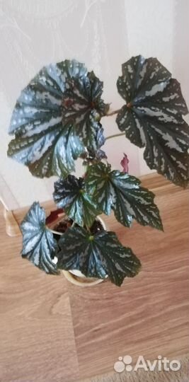 Сингониум, бегонии