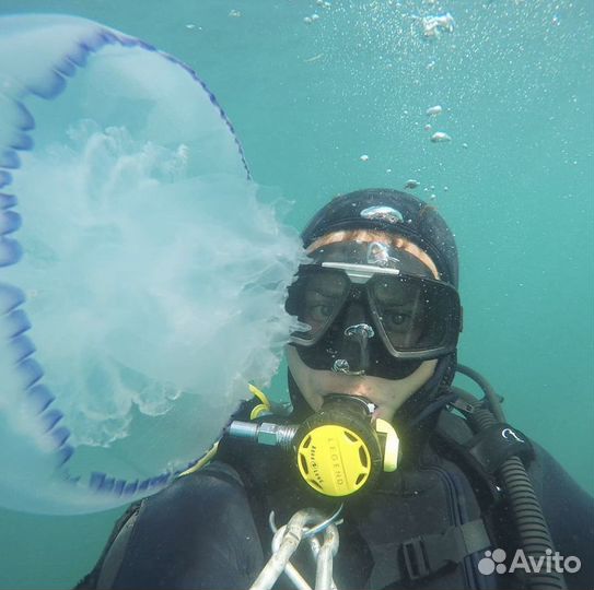 Дайвинг трансфер бесплатно